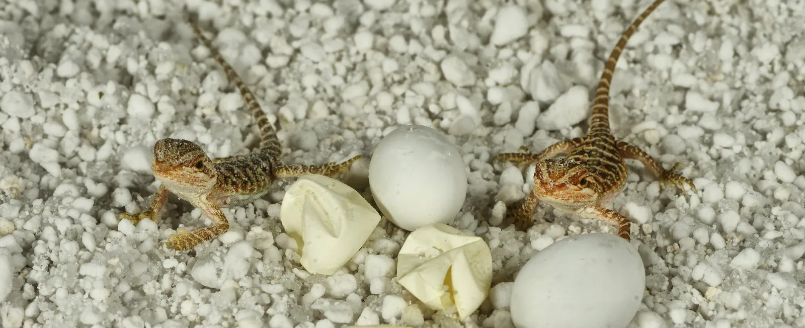 A clutch of bearded dragon eggs set in HatchRite