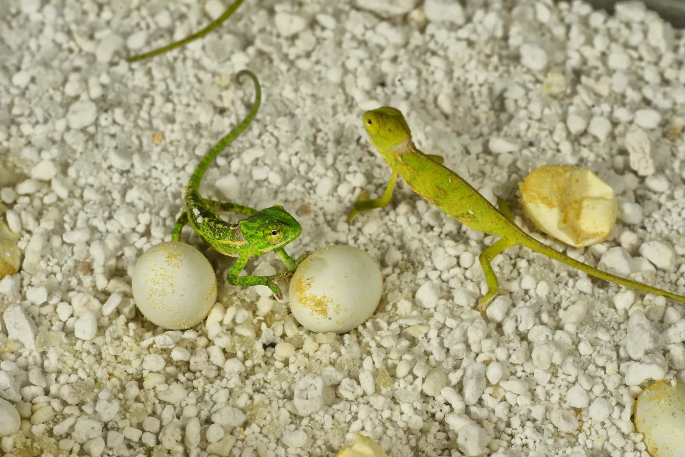 Veiled chameleon hatchling on HatchRite